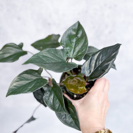 Syngonium erythrophyllum "Llano - Carti Road" - Ed's Plant Shop