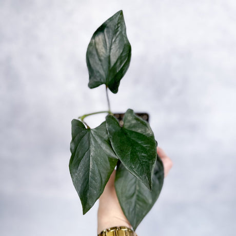 Syngonium erythrophyllum 'Llano - Carti Road' - 4.5 Inch Hanging Basket - Ed's Plant Shop