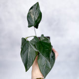 Syngonium erythrophyllum "Llano - Carti Road" - Ed's Plant Shop