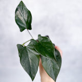 Syngonium erythrophyllum "Llano - Carti Road" - Ed's Plant Shop