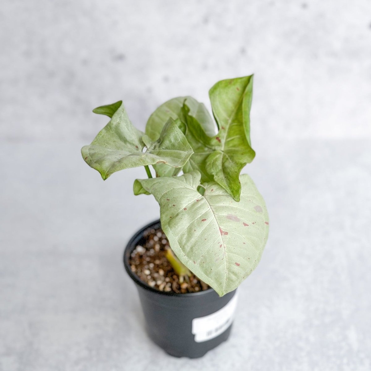 Syngonium 'Milk Confetti' - Ed's Plant Shop