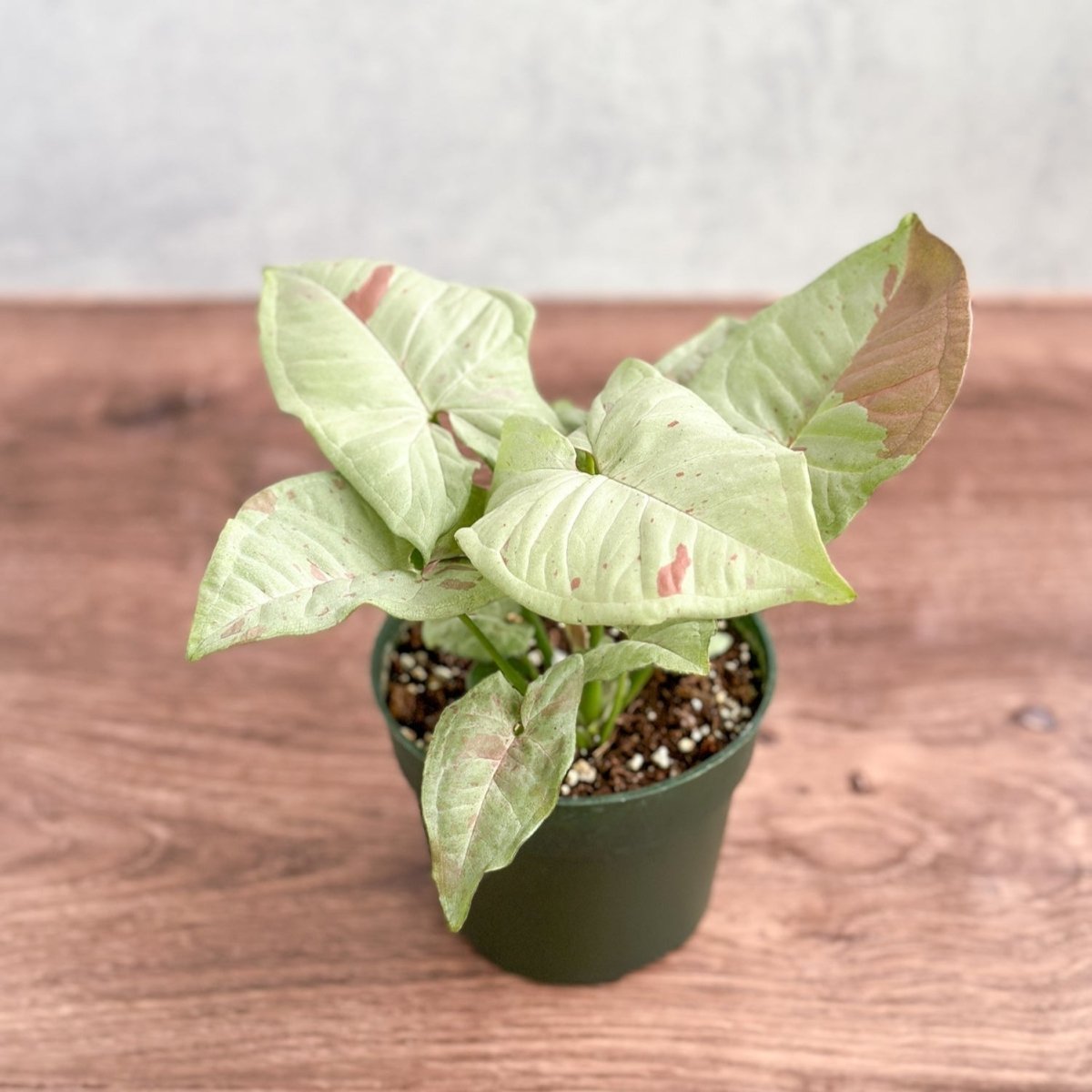 Syngonium 'Milk Confetti' - 4.5 Inch - Ed's Plant Shop