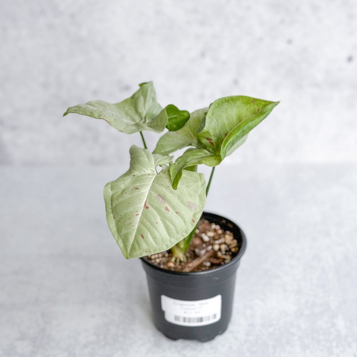 Syngonium 'Milk Confetti' - 4.5 Inch - Ed's Plant Shop