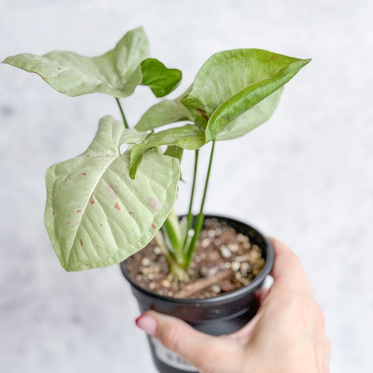 Syngonium 'Milk Confetti' - 4.5 Inch - Ed's Plant Shop