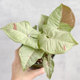 Syngonium 'Milk Confetti' - 4.5 Inch - Ed's Plant Shop