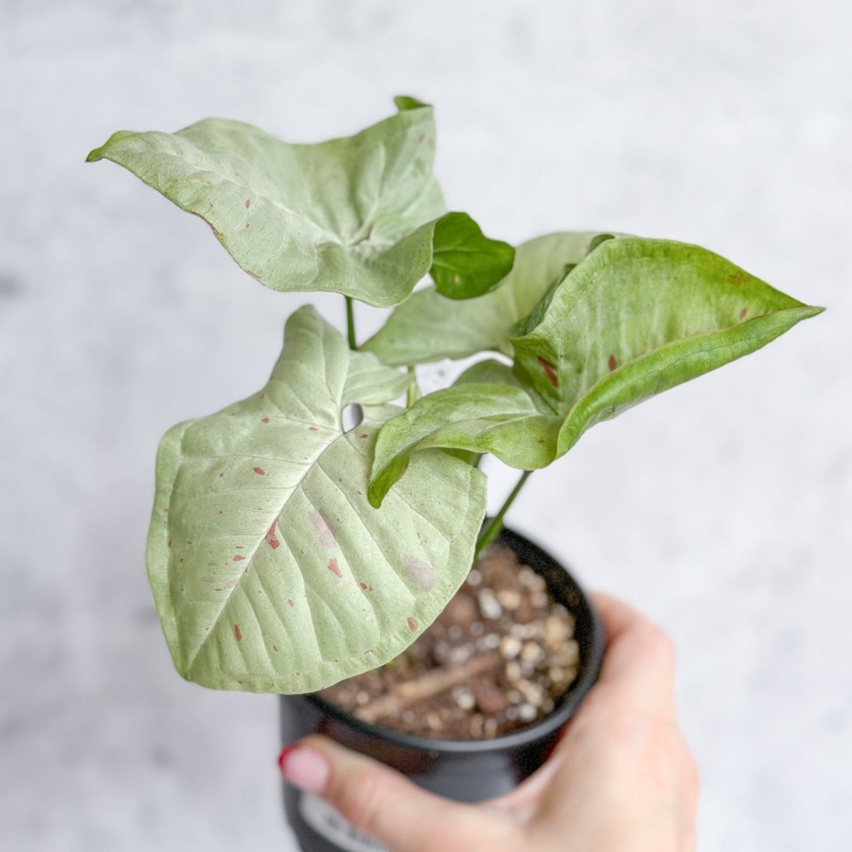 Syngonium 'Milk Confetti' - 4.5 Inch - Ed's Plant Shop