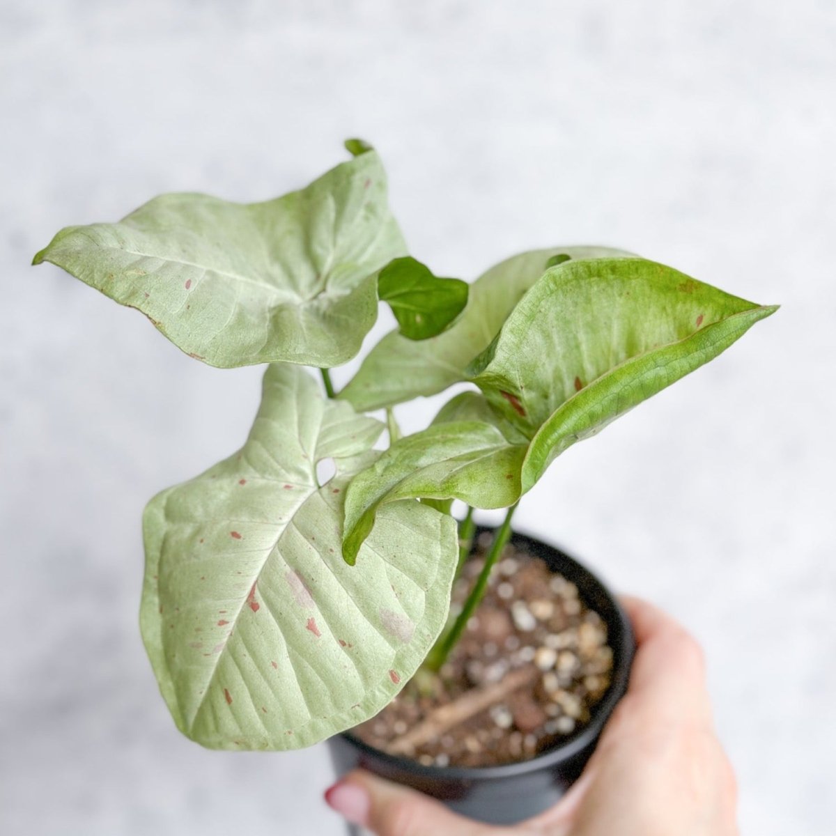 Syngonium 'Milk Confetti' - 4.5 Inch - Ed's Plant Shop