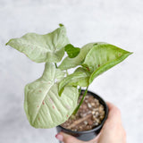 Syngonium 'Milk Confetti' - 4.5 Inch - Ed's Plant Shop