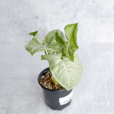 Syngonium 'Milk Confetti' - 4.5 Inch - Ed's Plant Shop