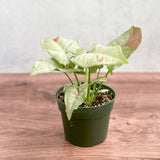 Syngonium 'Milk Confetti' - 4.5 Inch - Ed's Plant Shop