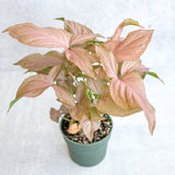 Syngonium 'Pink Perfection' - Pink Perfection Arrowhead - Ed's Plant Shop