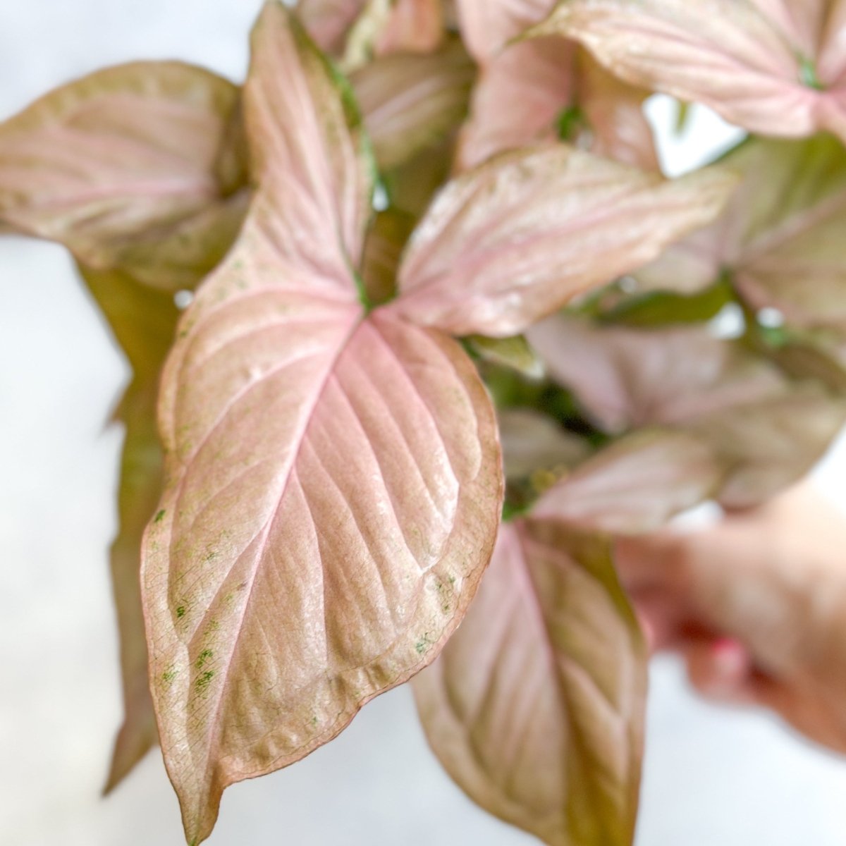 Syngonium 'Pink Perfection' - Pink Perfection Arrowhead - 4.5 Inch - Ed's Plant Shop