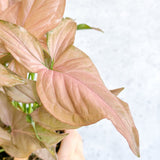 Syngonium 'Pink Perfection' - Pink Perfection Arrowhead - 4.5 Inch - Ed's Plant Shop