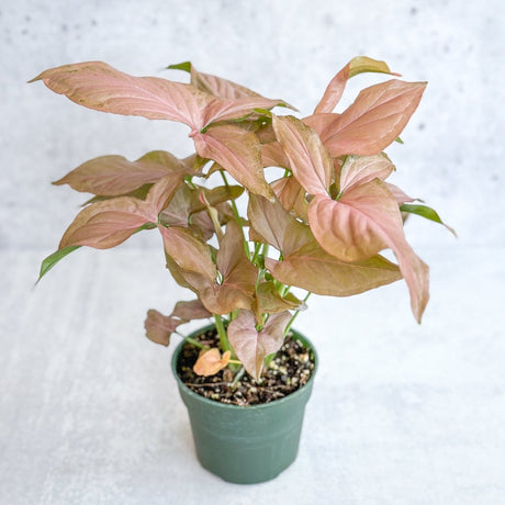 Syngonium 'Pink Perfection' - Pink Perfection Arrowhead - 4.5 Inch - Ed's Plant Shop