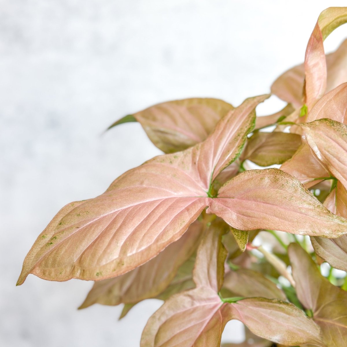 Syngonium 'Pink Perfection' - Pink Perfection Arrowhead - 4.5 Inch - Ed's Plant Shop