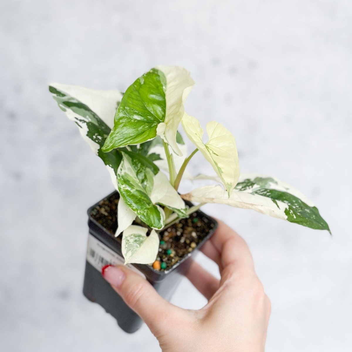 Syngonium Podophyllum - Albo - Ed's Plant Shop