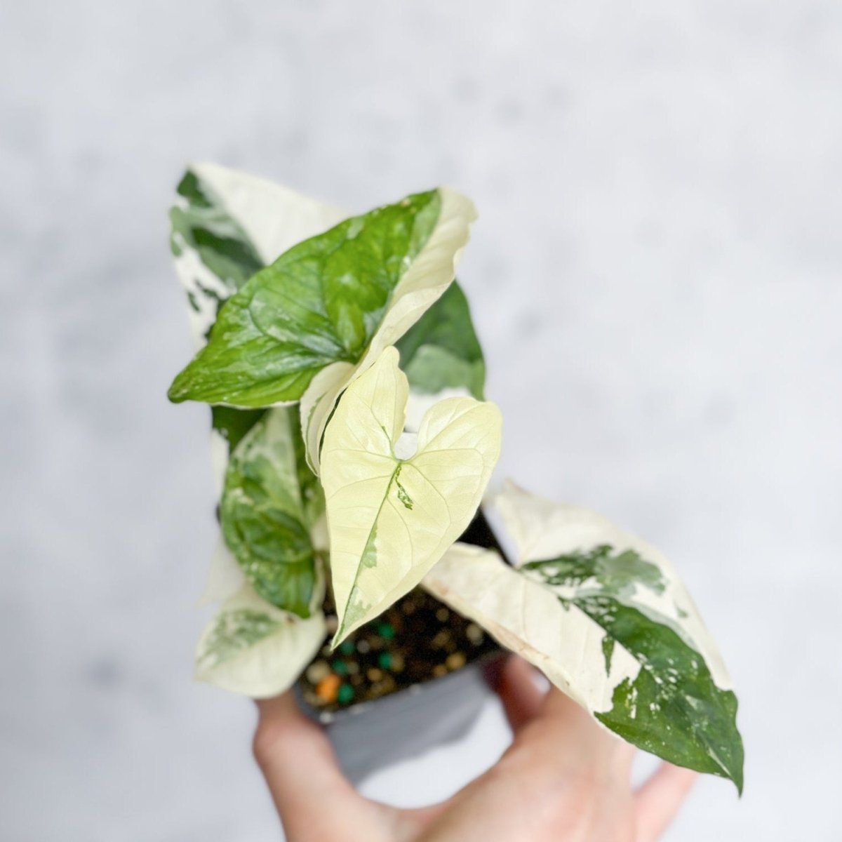 Syngonium Podophyllum - Albo - Ed's Plant Shop