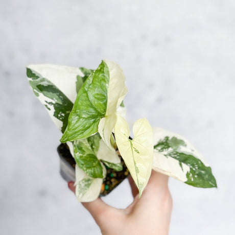 Syngonium Podophyllum - Albo - Ed's Plant Shop