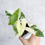 Syngonium Podophyllum - Albo - Rare Arrowhead Plant - 2.5 Inch - Ed's Plant Shop