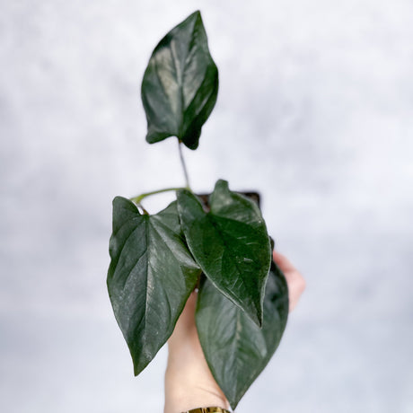 Syngonium erythrophyllum "Llano-Carti Road"