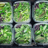 T5 HO 2.0 4FT 4 Lamp LED Grow Light (216W Eqv.) – Red Bloom Pro Spectrum - Ed's Plant Shop