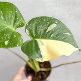 Thai Constellation Monstera - Rare Monstera - 4 Inch - Ed's Plant Shop