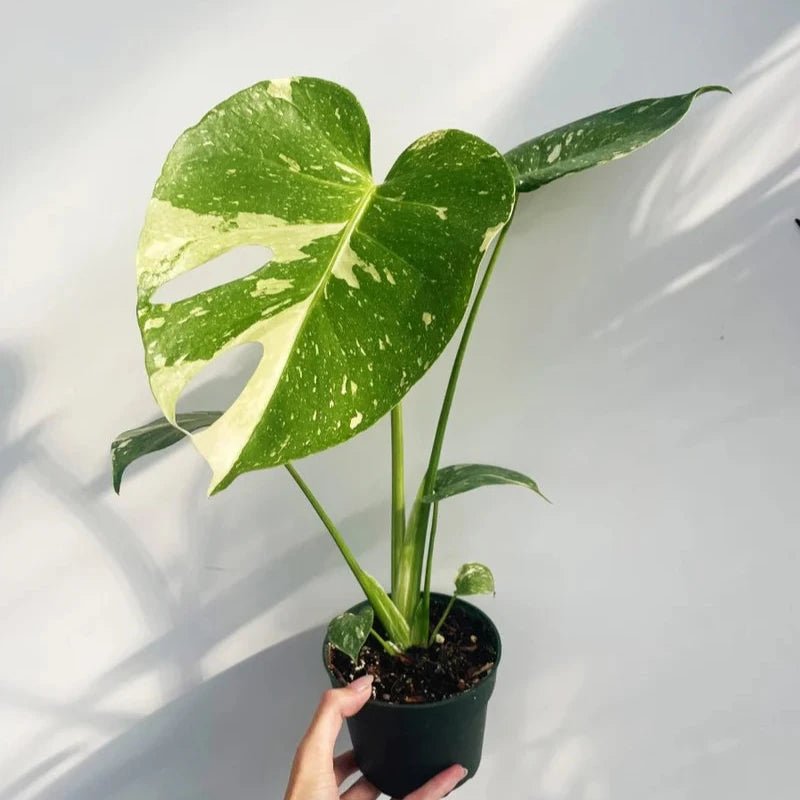 rare monsteras Monstera Thai Constellation 4" pot