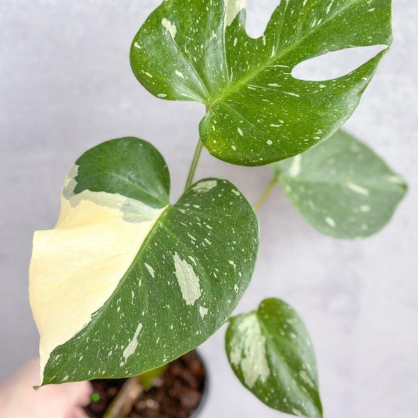 Thai Constellation Monstera leaves up close - Rare Monstera - 4 Inch - Ed's Plant Shop