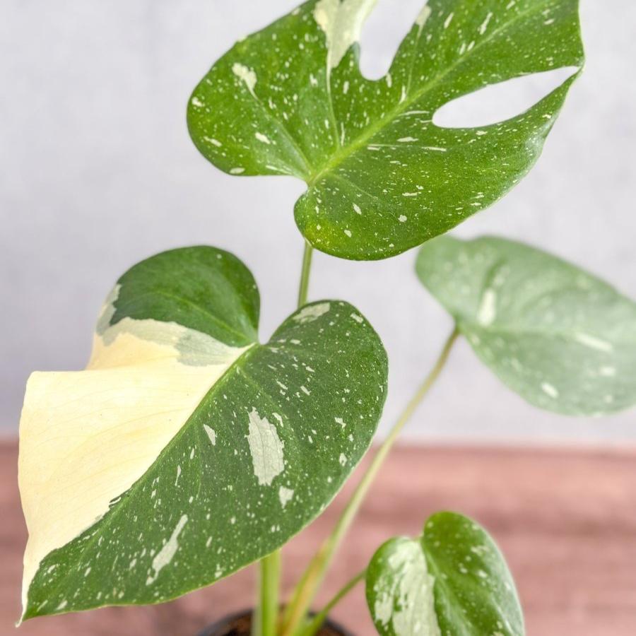 monstera deliciosa constellation for sale Monstera Thai Constellation 4" pot