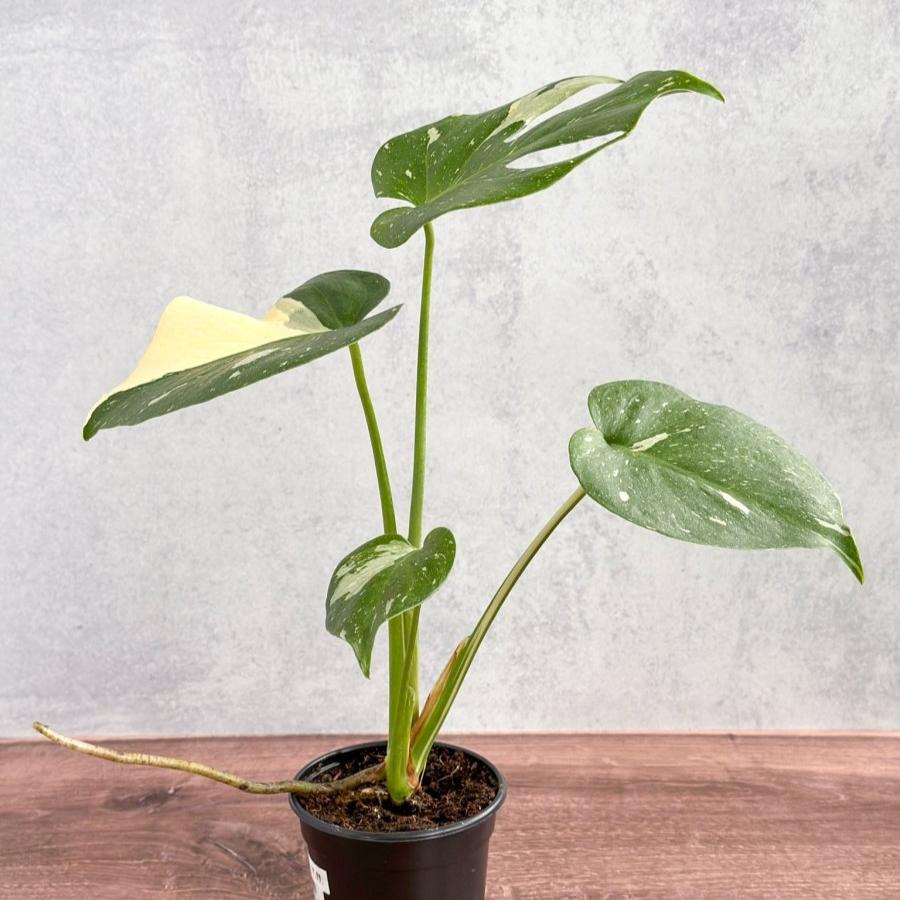 acheter monstera deliciosa Monstera Thai Constellation 4" pot