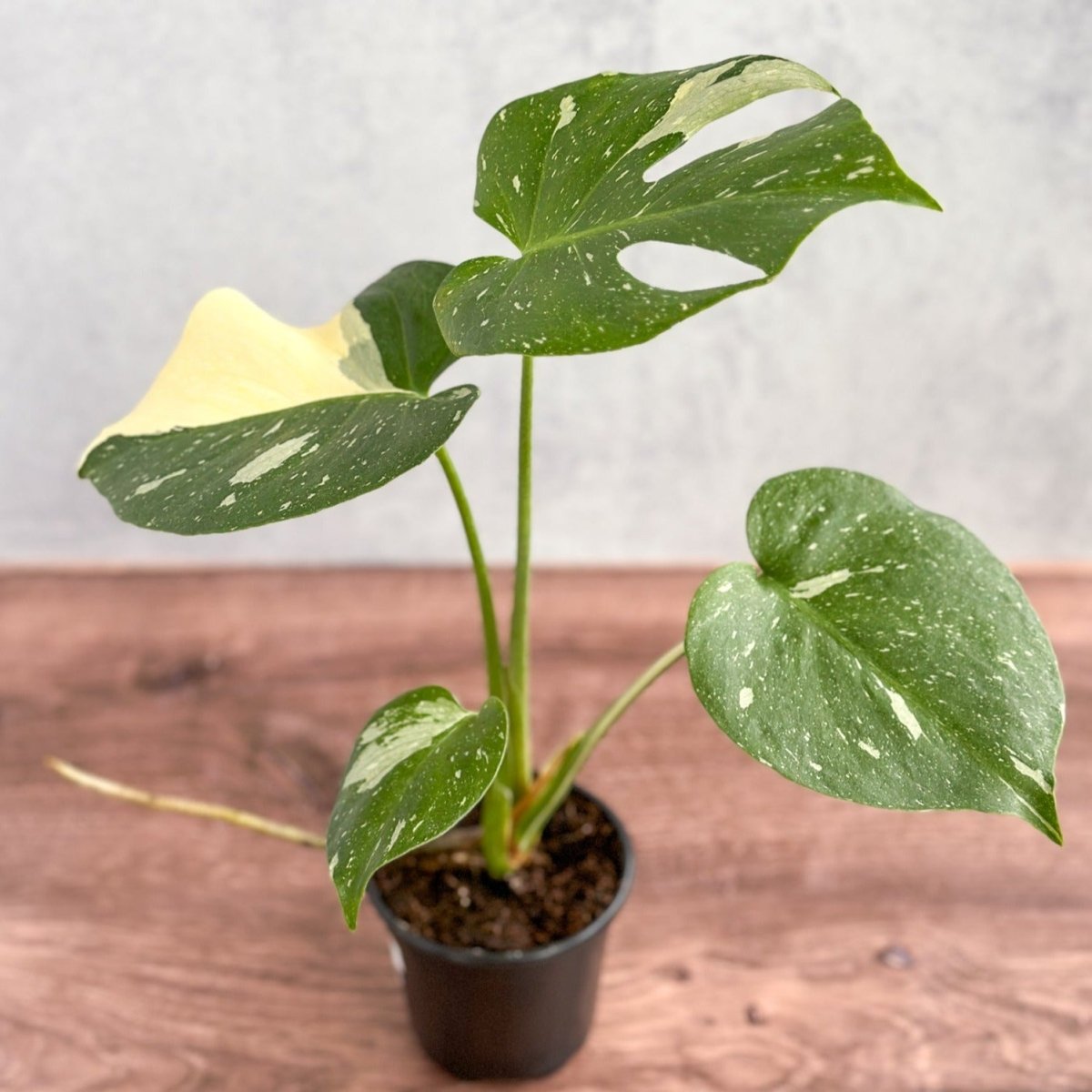 Thai Constellation Monstera - Rare Monstera - 4 Inch - Ed's Plant Shop