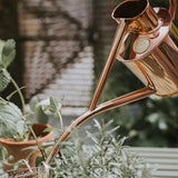 The Classic Haws Watering Can And Spritzer Gift Set - Ed's Plant Shop