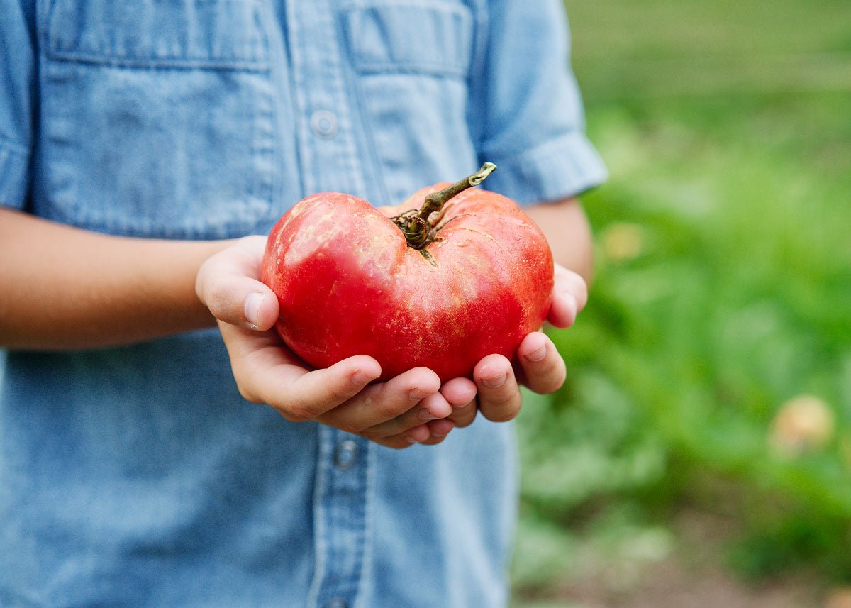 The Explorer : Rooted in America - Seed Collection - Ed's Plant Shop