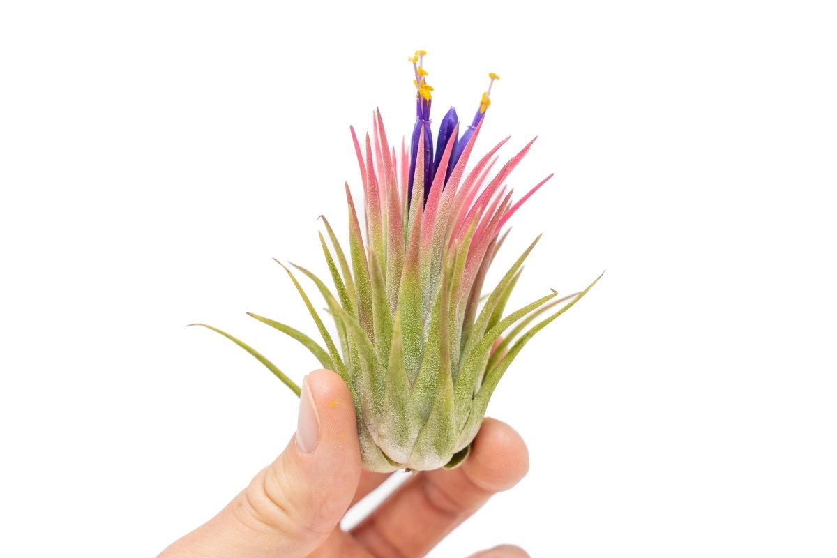 Tillandsia Ionantha Rubra Air Plant - Ed's Plant Shop
