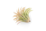 Tillandsia Ionantha Rubra Air Plant - Ed's Plant Shop