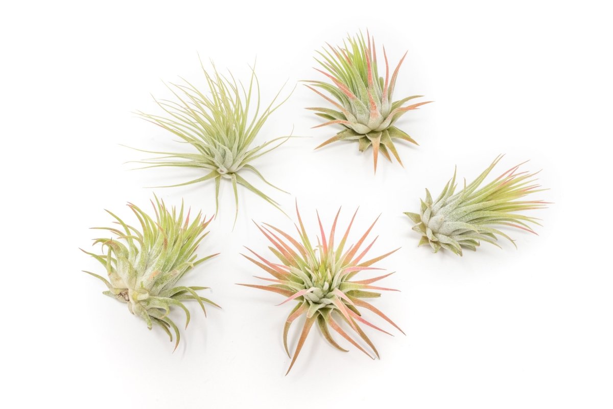 Tillandsia Ionantha Rubra Air Plant - Ed's Plant Shop