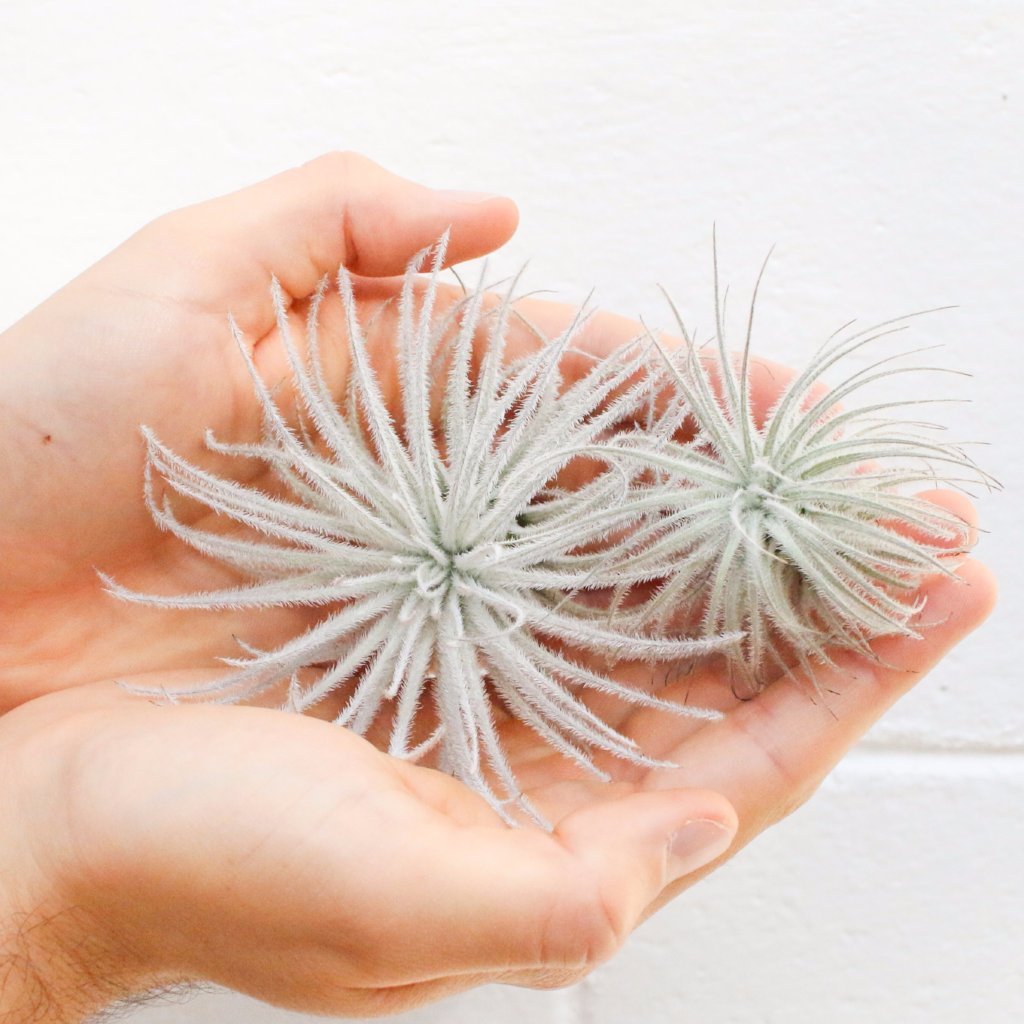 Tillandsia Tectorum (Ecuador Form) - Ed's Plant Shop