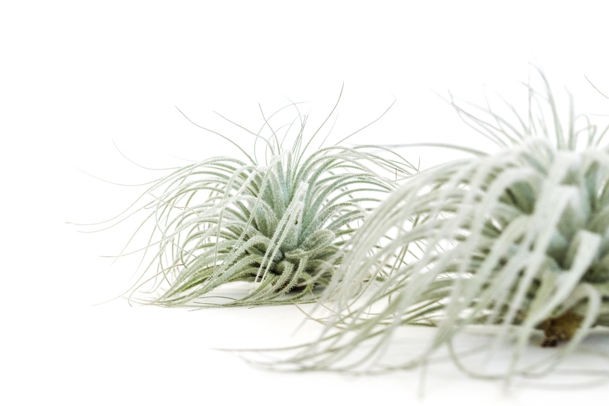 Tillandsia Tectorum (Ecuador Form) - Ed's Plant Shop