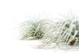 Tillandsia Tectorum (Ecuador Form) - Ed's Plant Shop