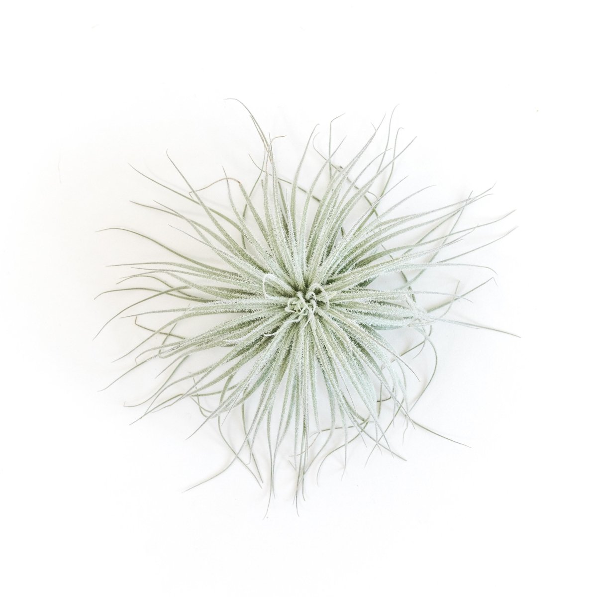 Tillandsia Tectorum (Ecuador Form) - Ed's Plant Shop