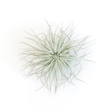 Tillandsia Tectorum (Ecuador Form) - Ed's Plant Shop