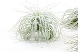 Tillandsia Tectorum (Ecuador Form) - Ed's Plant Shop