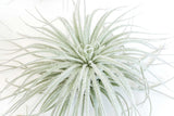 Tillandsia Tectorum (Ecuador Form) - Ed's Plant Shop