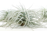 Tillandsia Tectorum (Ecuador Form) - Ed's Plant Shop