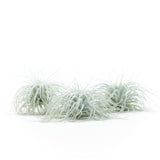 Tillandsia Tectorum (Ecuador Form) - Ed's Plant Shop