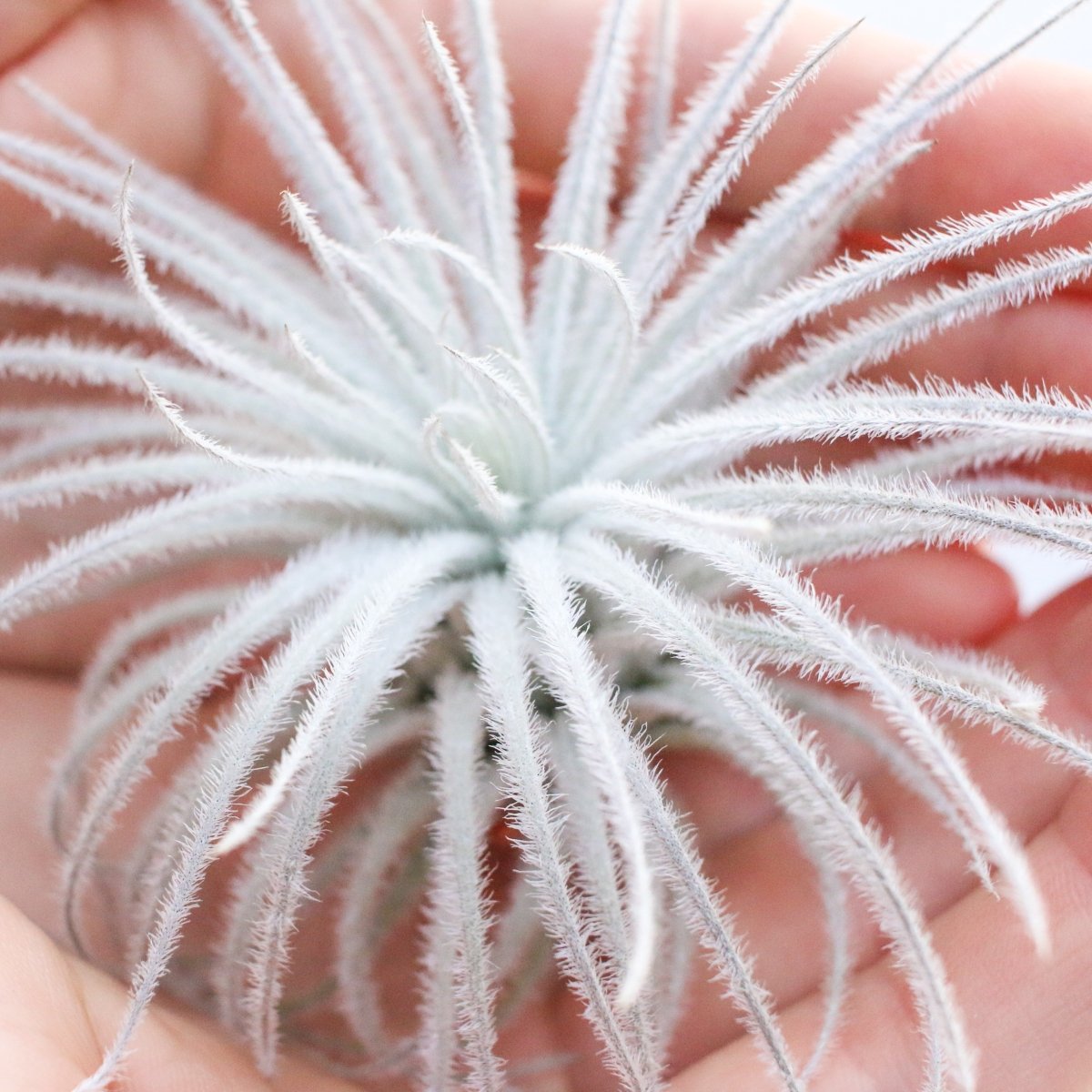 Tillandsia Tectorum (Ecuador Form) - Ed's Plant Shop