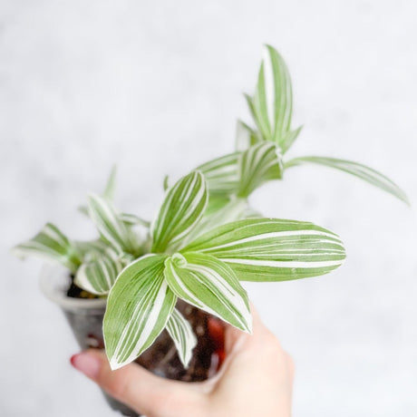 Tradescantia blossfeldiana - Pistachio White - Ed's Plant Shop