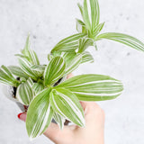 Tradescantia blossfeldiana - Pistachio White - Ed's Plant Shop