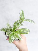 Tradescantia blossfeldiana - Pistachio White - Ed's Plant Shop