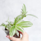 Tradescantia blossfeldiana - Pistachio White - Ed's Plant Shop